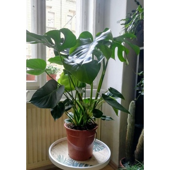 philodendron pink princess braune blätter Philodendron Pink Princess