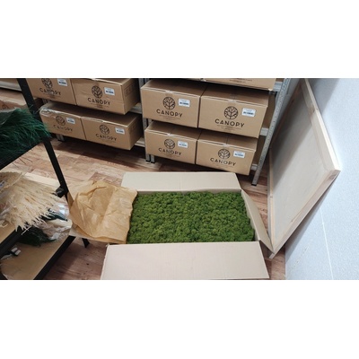Stabilizovaný mach – sobí - lišajník – Reindeer moss - olivovo zelený - celé balenie 5kg