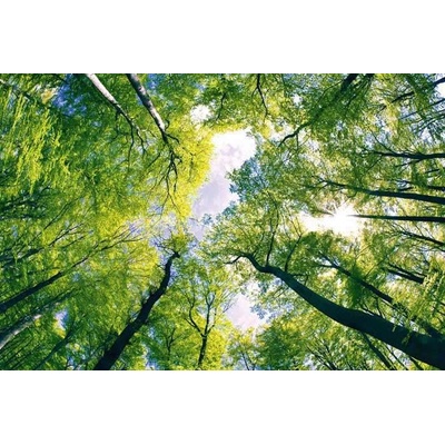 001 Samolepící fototapeta na podlahu - Klenby stromů, 255 x 170 cm