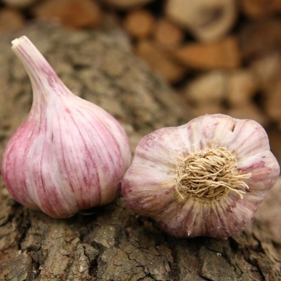 Sadbový česnek Slavin II Allium sativum paličák 1 balení