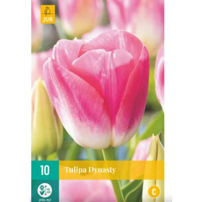 Maják Tulipán Dynasty "C" 7 ks