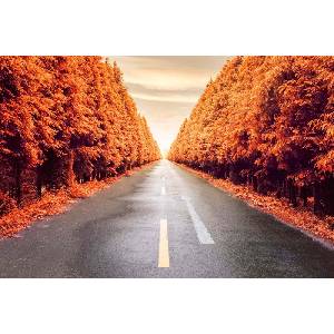 DIMEX ART Флизелинов фототапет есенен път 375 x 250 см