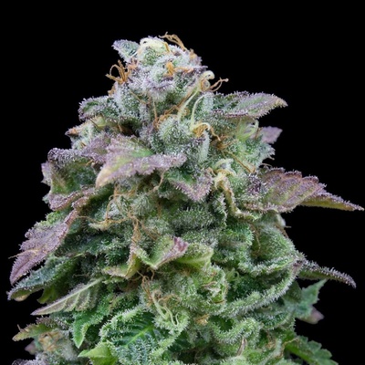 Exclusive Seeds Bank AUTO Mozar semena neobsahují THC 3 ks