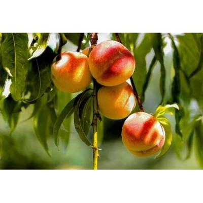 Broskyňa obyčajná (Prunus persica) ´HARNAS´ - skorá, výška 140-160 cm, voľnokorenná