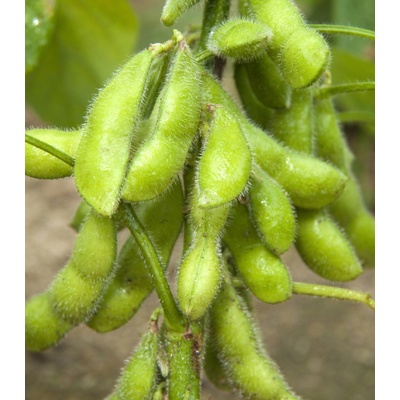 Bio Sója luštinatá Hokkai Green - Glycine max - bio semena sóji - 20 ks