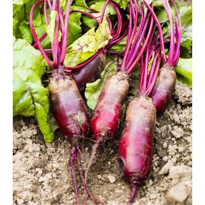 Cvikla Renova - šalátová valcovitá - Beta vulgaris L. var. conditiva - semená cvikly - 70 ks