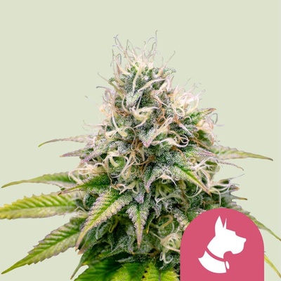 Royal Queen Seeds Kali Dog semienka neobsahujú THC 100 ks