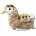 Dubi Gray duck 19cm