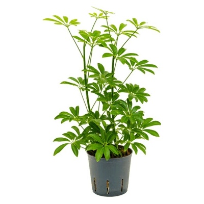 Schefflera arboricola luseana 2pp 13/12 výška 35 cm