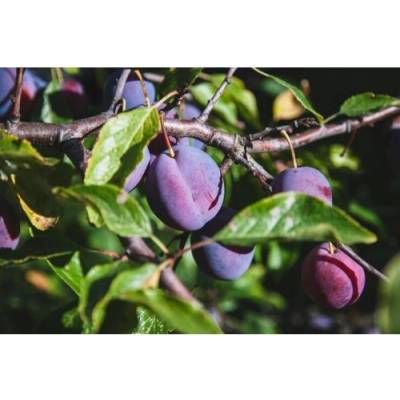 Slivka domáca (Prunus domestica) ´ČAČANSKÁ NAJBOJLA´ - stredne skorá, výška 150-180 cm, voľnokorenná