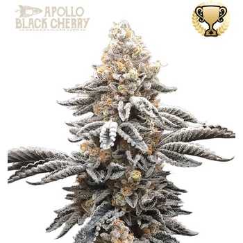 Seedstockers Superior Apollo Black Cherry semena neobsahují THC 5 ks