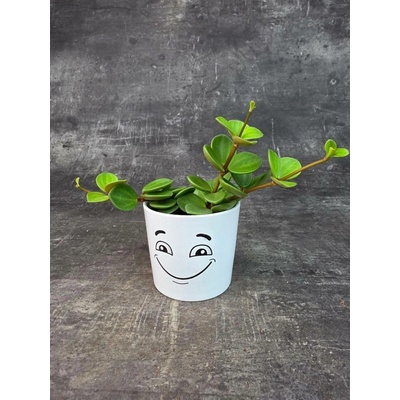 Peperomia Tetraphylla Hope 8 cm (Nenáročná peperomie)