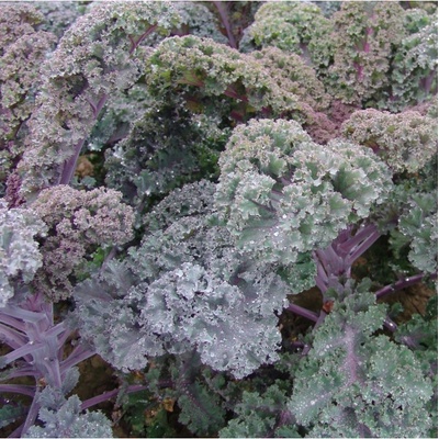 Kadeřávek Scarlet - Brassica oleracea - semena kadeřávku - 150 ks