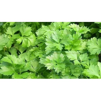 Семена от mагданоз с гладки листа 2000 бр (±) / 5 гр (611117)