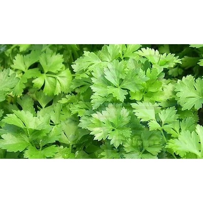 Семена от mагданоз с гладки листа 2000 бр (±) / 5 гр (611117)