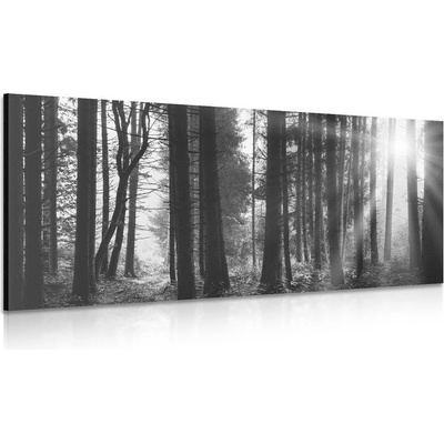 Obraz les zalitý sluncem v černobílém provedení - 120x60
