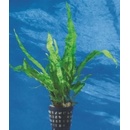 Microsorum pteropus