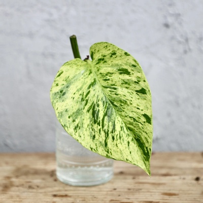 Epipremnum snow queen odrezok