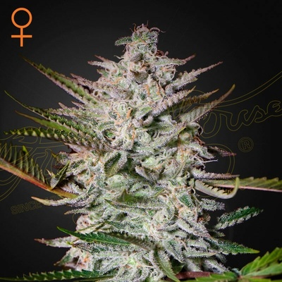 Green House Seed Holy Punch semienka neobsahujú THC 1 ks
