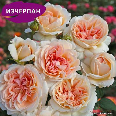 Kordes® Роза Grossherzogin Luise® - Parfuma® (Kordes®)