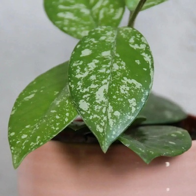 Hoya carnosa Freckles Splash