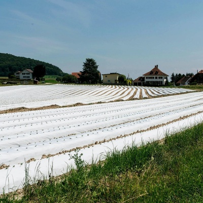 SPRINGOS Netkaná agrotextília 1,6m x 50m, extra pevná, biela AG0002