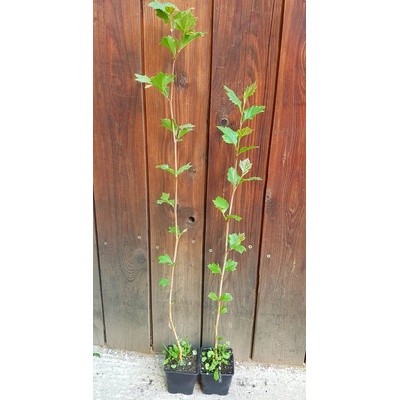 Platan javorolistý (Platanus acerifolia) veľkosť 50-90cm