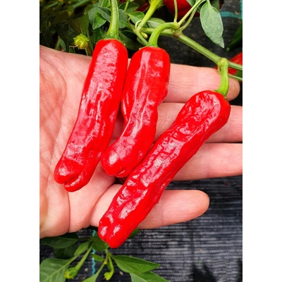 CHILLIMAT Chilli sazenice Shishito 1 ks
