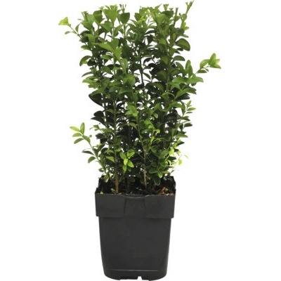 Zimostráz FloraSelf Buxus sempervirens květináč Ø 13 cm