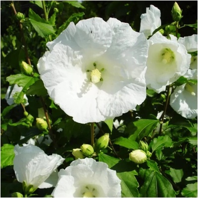 Hibiscus syriacus Diana 60-70 C5L