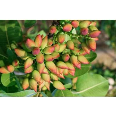Pistácia (Pistacia Vera) ´AEGENIA´ – výška 130-170 cm , kont. C10L, SAMIČKA -NA KMIENKU
