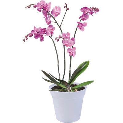 Elho Květináč Green Basics Orchid 17 cm čirý