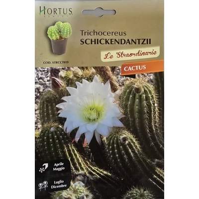 Hortus Кактус Трихоцереус (Trichocereus schickendantzii)