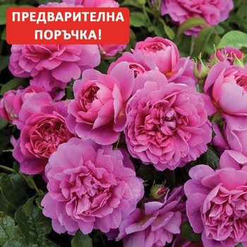 David Austin® Роза Princess Anne - David Austin®