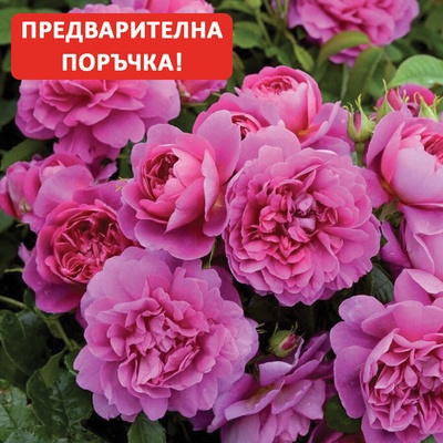 David Austin® Роза Princess Anne - David Austin®