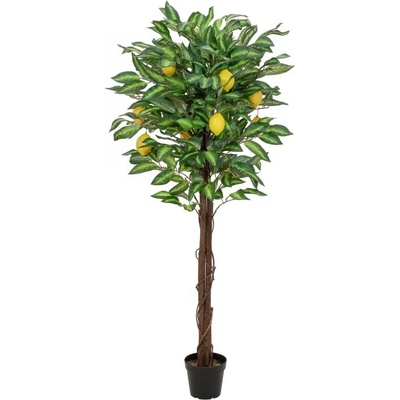 Citronovník s plody, 150 cm