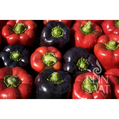 Bio paprika Violetta
