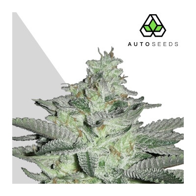 Auto Seeds Diesel Berry Auto semienka neobsahujú THC 3 ks