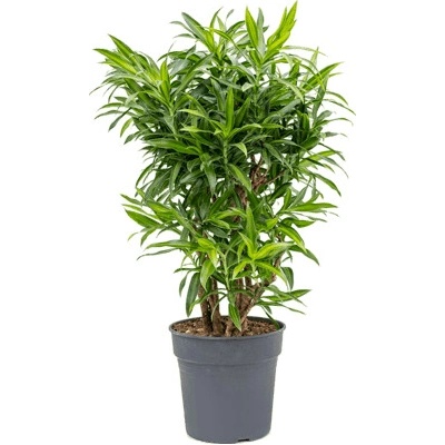 Pleomele (Dracaena) Reflexa 'Song of Jamaica' 27 x100 cm