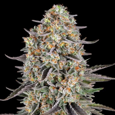 Barney's Farm Sour Strawberrsemienka neobsahujú THC 10 ks