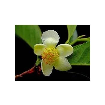 Čajovník čínský - čaj (Camellia sinensis var. sinensis) čerstvá semena čajovníku - 4 ks S0048