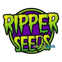 Ripper Seeds Zombie Bride semena neobsahují THC 5 ks
