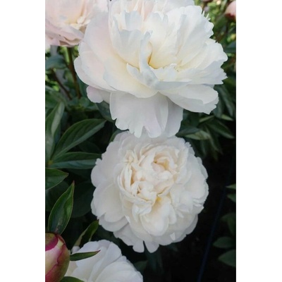 Pivonka bylinná Gardenia, kont. 11 cm
