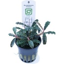 Bucephalandra Kedagang