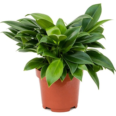 Philodendron Green Princess 12x25 cm