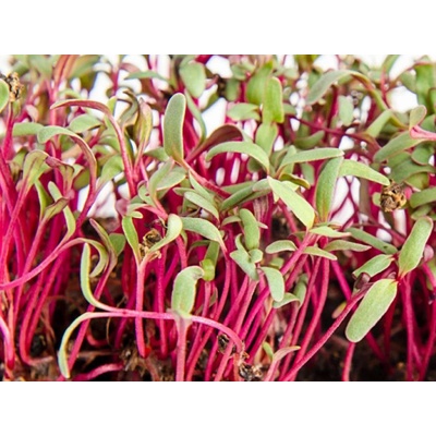 semínka microgreens Červená Řepa Váha: 100 g