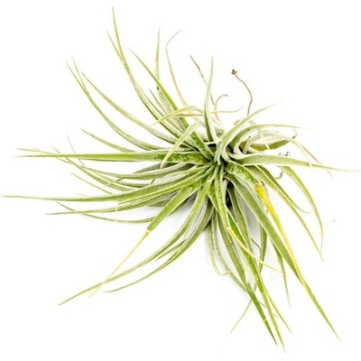 Gardners Tillandsia Kathy Tillandsie, kykatka
