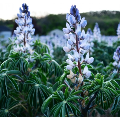 Lupina úzkolistá modrá - Lupinus angustifolia - semena lupiny - 20 ks