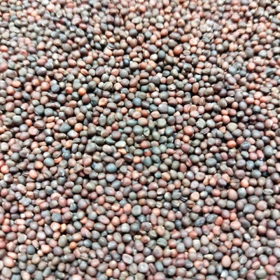 Microgreens Čierna toskánska kapusta na mikrozeleninu 50 g