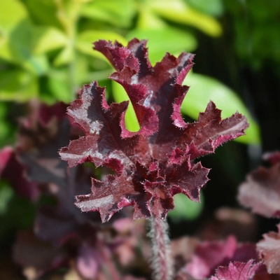 Dlužicha Melting Fire - Heuchera - semena dlužichy - 15 ks